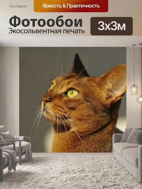 Фотообои Кот