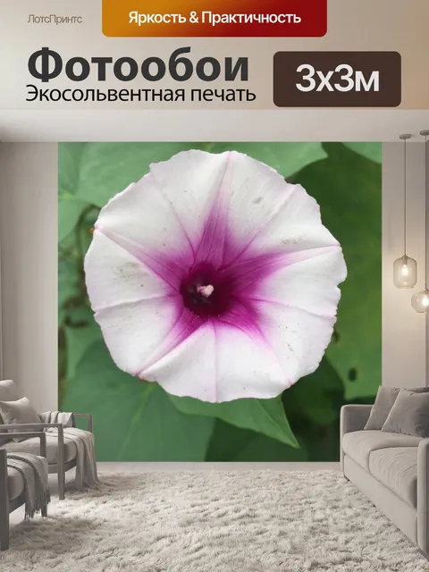 Фотообои Сладкий картофель цветок