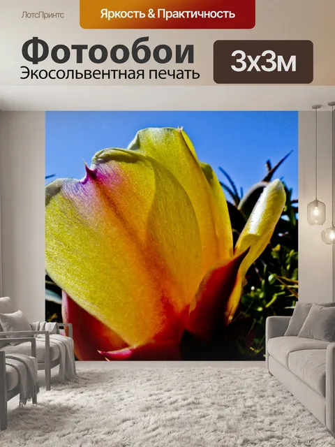 Фотообои Колючая груша Кактус Блум