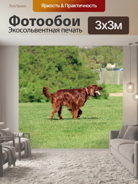 Фотообои Ирландского сеттера собак