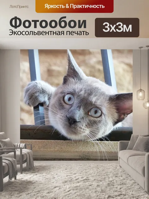 Фотообои Кошки