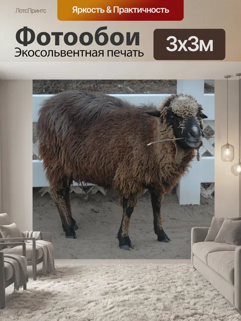 Фотообои Овец