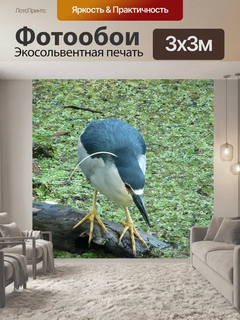 Фотообои Черная коронованная ночная цапля
