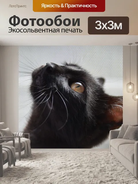 Фотообои Кошка