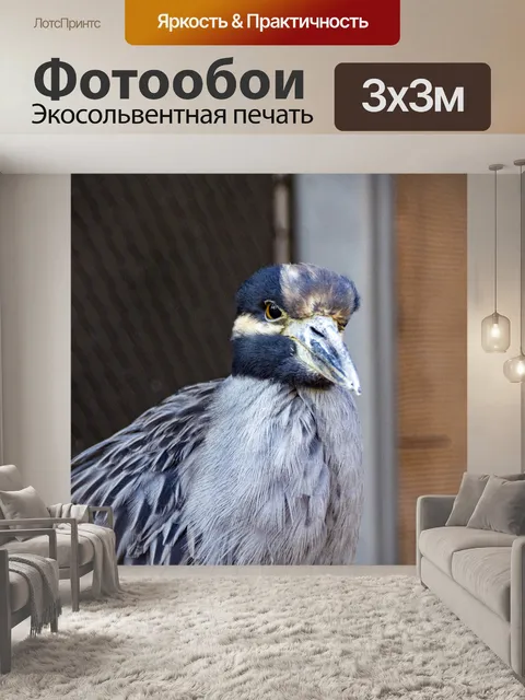 Фотообои Ночная цапля птица