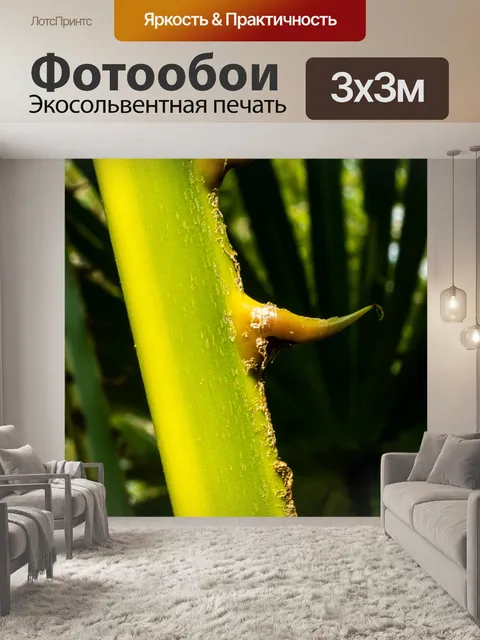 Фотообои Пальмовая ветвь