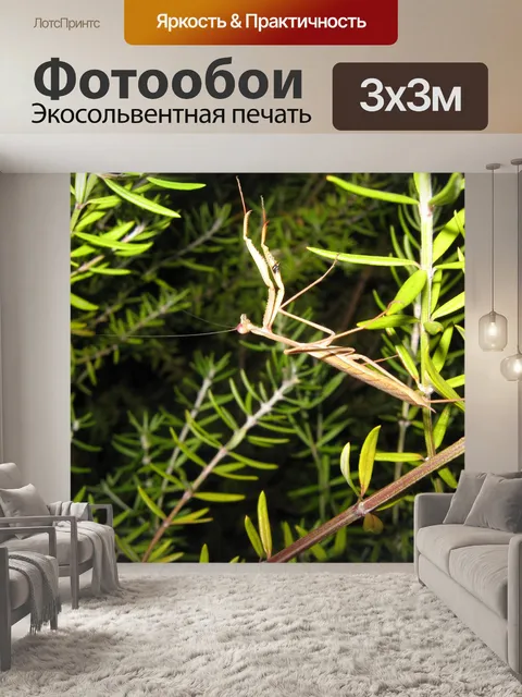 Фотообои Богомол