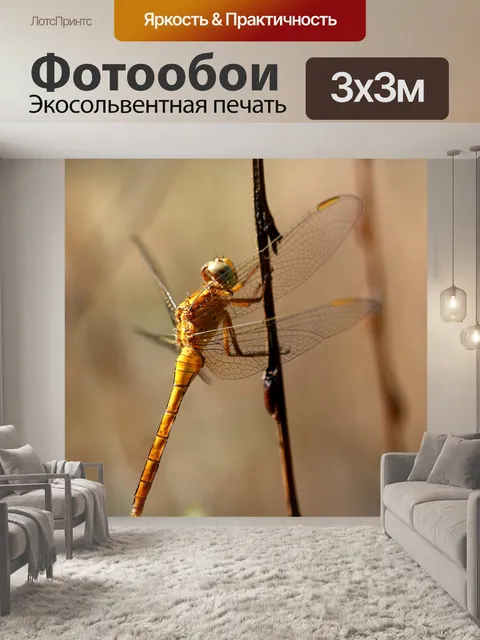 Фотообои Стрекоза