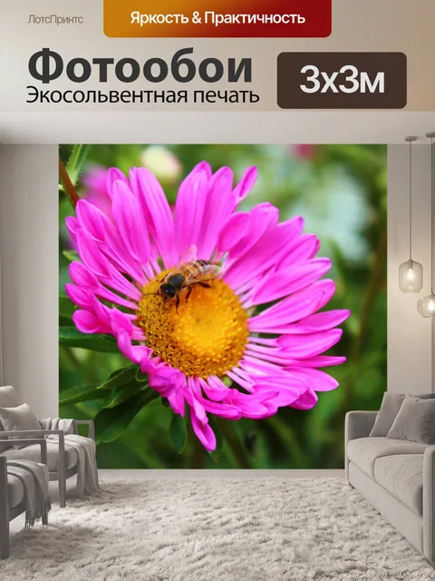 Фотообои Цветок розовая астра