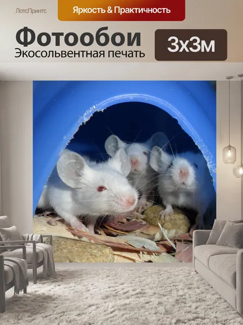Фотообои Белых мышей