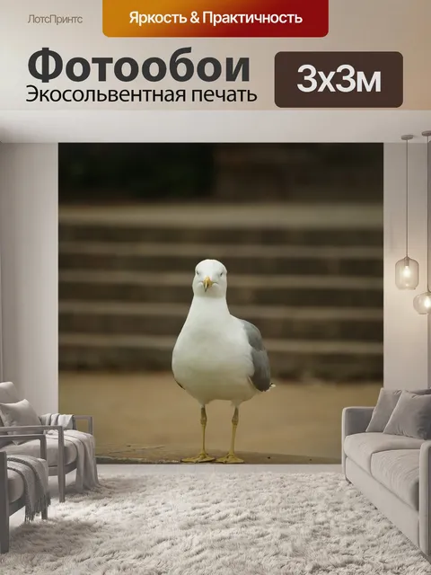 Фотообои Чайка