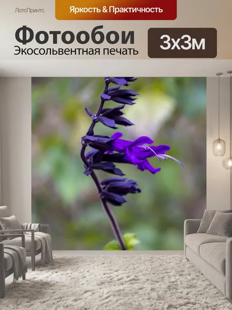 Фотообои шалфей мучнистый
