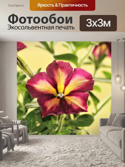 Фотообои Фиолетовые и желтые петунии крупным план