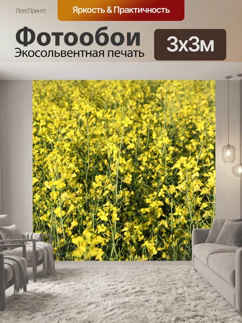 Фотообои Желтое поле канолы