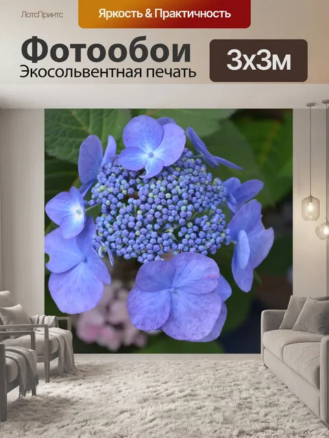 Фотообои Гортензия