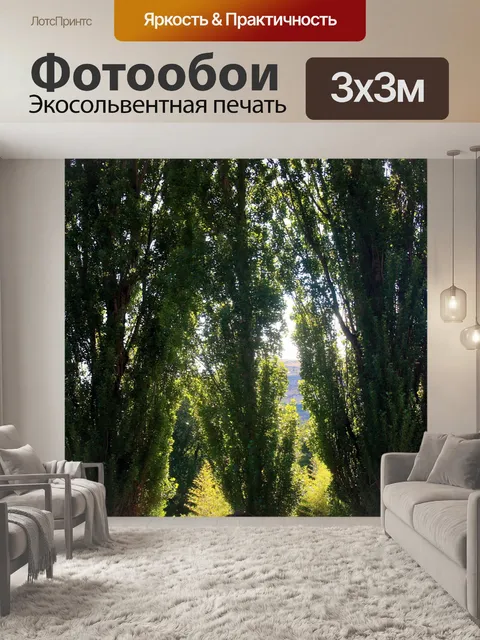 Фотообои Ломбарди тополя на фоне света