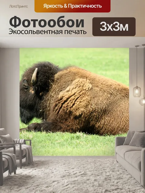 Фотообои Баффало, лежащий в зеленой траве