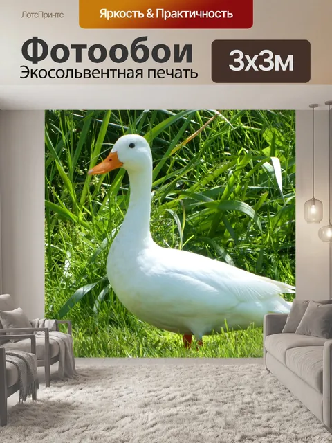 Фотообои Белая утка