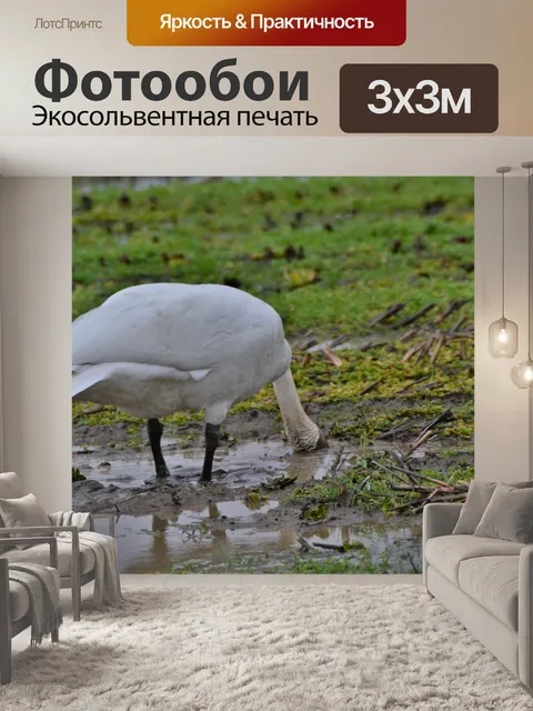 Фотообои Лебедь-трубач