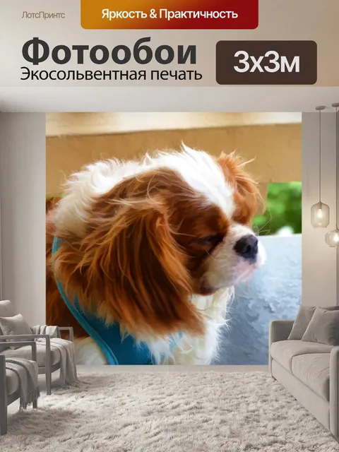 Фотообои Кинг Чарльз спаниель профиль