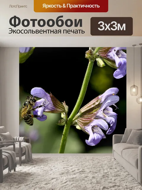 Фотообои Цветок шалфея