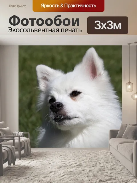 Фотообои Шпиц