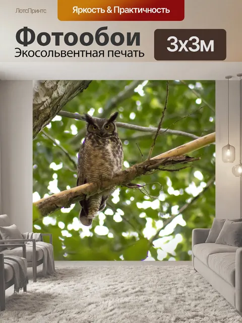 Фотообои Сова