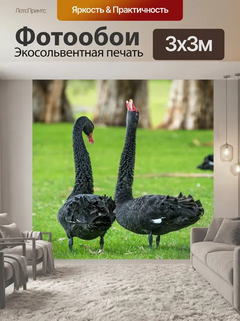 Фотообои Черный лебедь