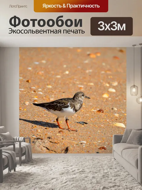 Фотообои Камнешарка