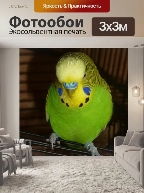 Фотообои Волнистый попугайчик