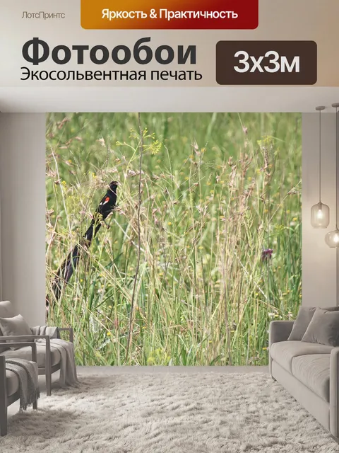 Фотообои Длиннохвостая вдова в траве