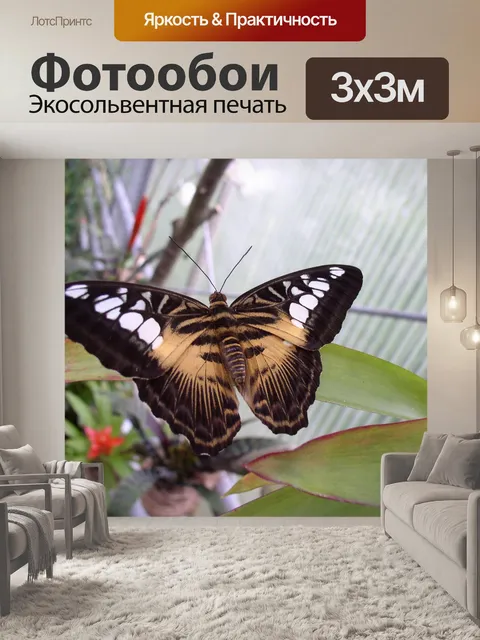 Фотообои Бабочка