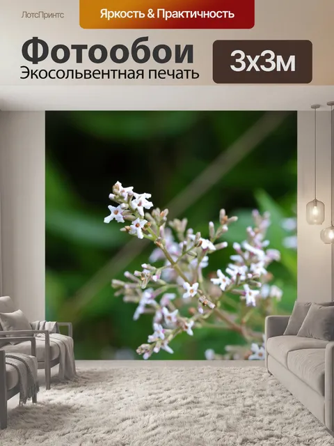 Фотообои маленькие белые лимонные цветы вербены