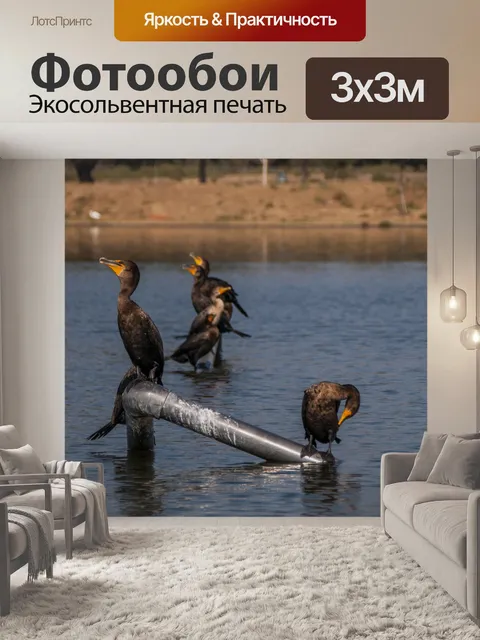 Фотообои Птицы бакланов