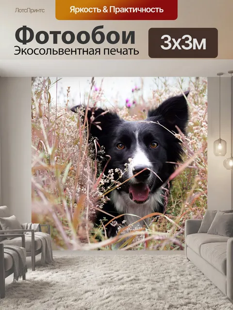 Фотообои Бордер-колли