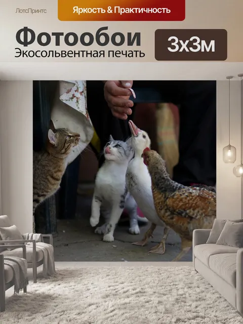 Фотообои Кот