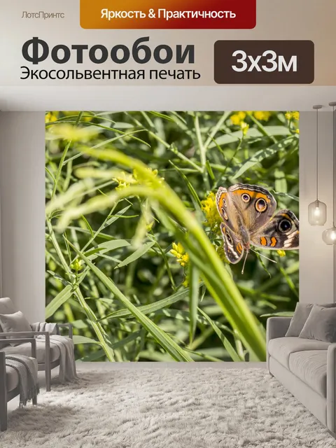 Фотообои Бакейская бабочка