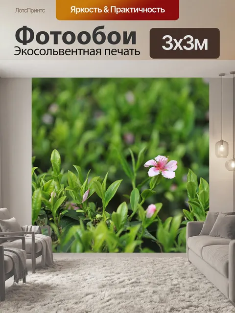 Фотообои Китайский зеленый чай