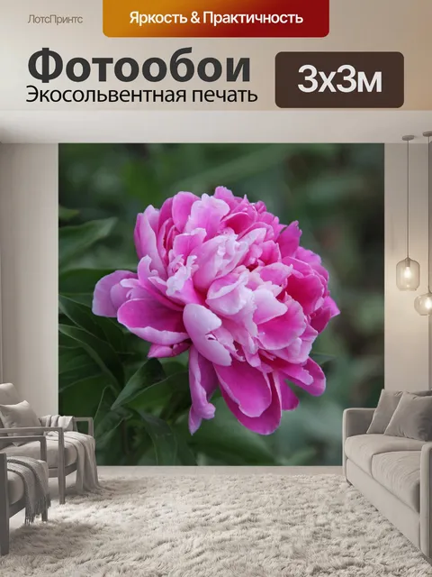 Фотообои Розовый пион