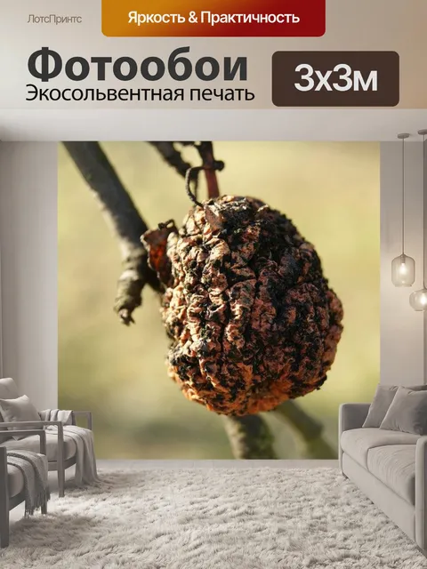 Фотообои Яблоко