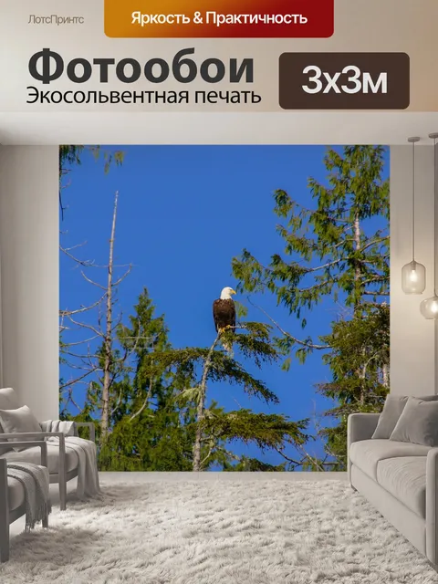 Фотообои Орел