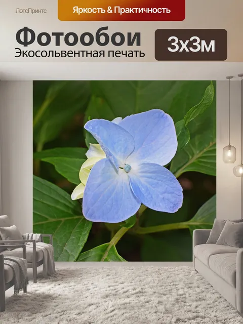 Фотообои Один синий гортензия