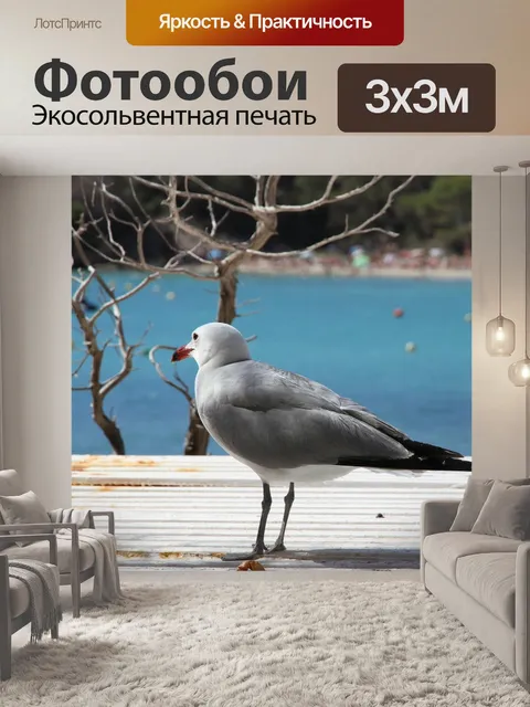 Фотообои Чайка