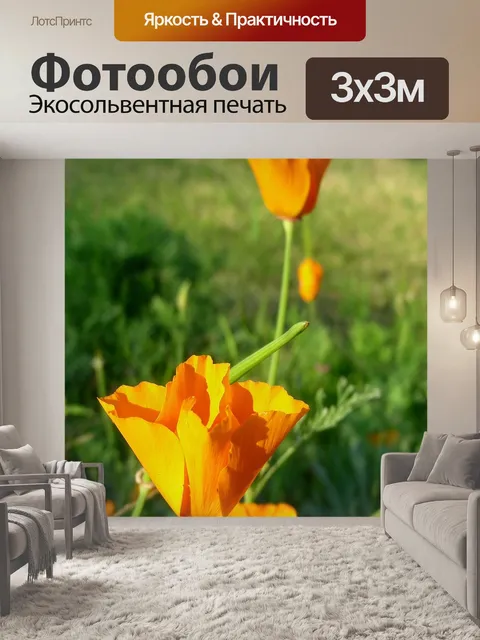 Фотообои Калифорния