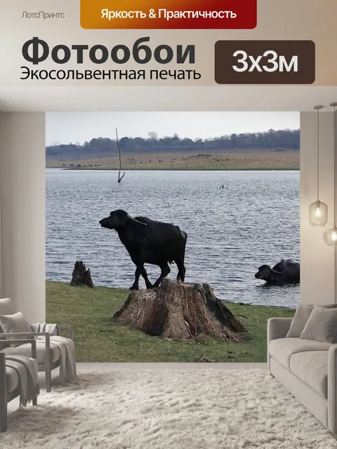Фотообои Буйволы