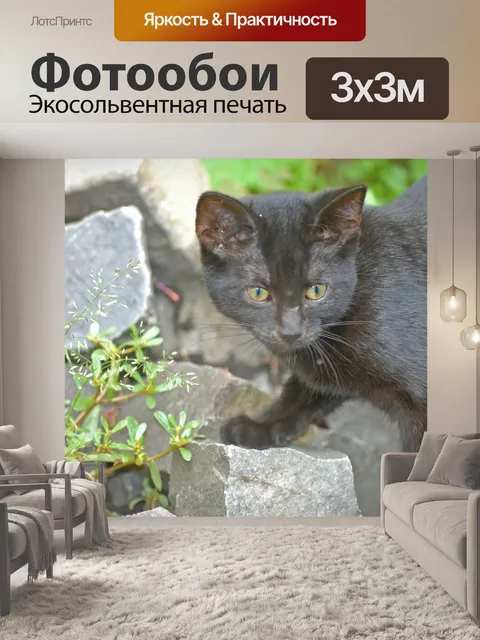 Фотообои Кот