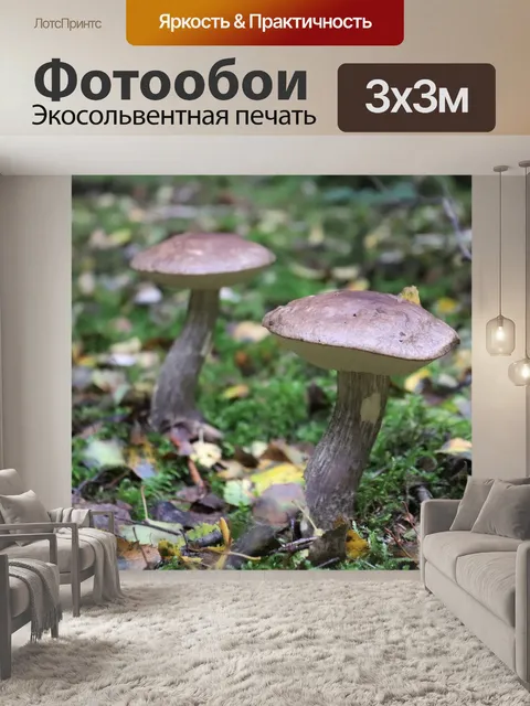 Фотообои Гриб