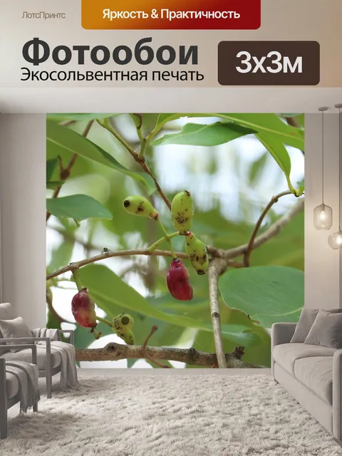 Фотообои Керала