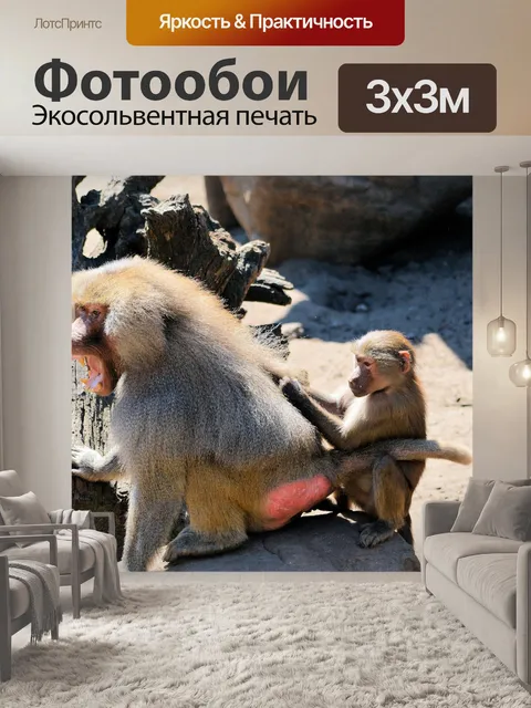 Фотообои Hamadryas бабуины