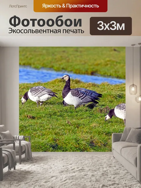 Фотообои Белые гуси